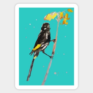 Australian Honeyeater Bird Painting - New Holland on Turquoise Sticker